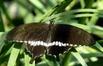 Exotischer Schmetterling am 09.06.2008 im Schmetterlingshaus Wilhelma/Stuttgart