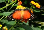 Exotischer Schmetterling am 09.06.2008 im Schmetterlingshaus Wilhelma/Stuttgart