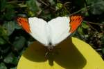 Exotischer Schmetterling am 09.06.2008 im Schmetterlingshaus Wilhelma/Stuttgart