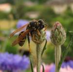 Diese Kornblumenknospe scheint diese Wespe magisch anzuziehen.
(Juni 2008) 