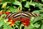 Exotischer Schmetterling am 09.06.2008 im Schmetterlingshaus Wilhelma/Stuttgart