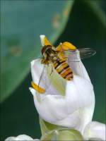 Die Blten der Funkien ziehen die Insekten magisch an.