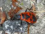 Diese gemeine Feuerwanze (pyrrhocoris apterus) habe ich am 06.07.08 im Straengraben entdeckt.