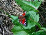 Tagpfauenauge macht es sich auf einem saftigen grnen Blatt fr kurze Zeit bequem; 080716