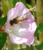 Die Blte der Ackerwinde lockt die Insekten mit ihrem Nektar an. 20.07.08 (Jeanny)