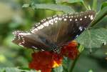 Schmetterling am 02.08.2008 in Wilhelma/Stuttgart