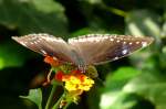 Exotischer Schmetterling am 02.08.2008 in Wilhelma/Stuttgart Schmetterlingshaus