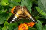 Exotischer Schmetterling am 02.08.2008 in Wilhelma/Stuttgart Schmetterlingshaus