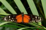 Exotischer Schmetterling am 02.08.2008 in Wilhelma/Stuttgart Schmetterlingshaus