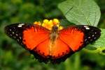 Schmetterling am 15.07.2008 in Wilhelma/Stuttgart