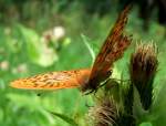 Kaisermantel-Mnnchen (Argynnis paphia) nhrt sich mit seinem  Strohhalm  an einer Distelblte; 080817