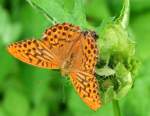 Kaisermantel-Mnnchen (Argynnis paphia) und eine Wespe teilen sich eine Distelblte; 080817