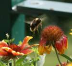 Eine Hummel im Landeanflug.