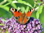 Schmetterling auf Blte - 28.09.2008