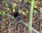 Ein Eichhrnchen sucht seine Wintervorrte in der Nhe des ehemaligen Bahnhofs in Beierfeld zusammen, 03.10.07