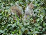 Ein Eichhrnchen im Central Park in New York City.