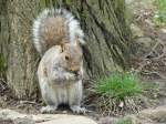 Ein Eichhörnchen im Central Park in New York City. Aufgenommen am 12.04.08