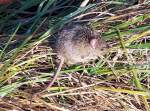 Kleine Spitzmaus am Bahndamm in Rheinbach, nicht aus der Ruhe zu bringen - 12.11.2004