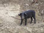 Dieses schwarze Schwein stand am Strassenrand in den Bergen auf Rhodos und man fragt sich wer wen beobachtet.