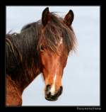 Vom Winde verweht - Junges Pferd auf einer Weide in Irland County Cork.