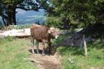 Na wer kommt den da aus dem Gebsch? Dieses liebe Allguer Braunvieh wollte sich am 18.8.2009 am Hochgrat unbedingt ablichten lassen.