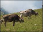 Nach gut einer Stunde verzogen sich die Wolken wieder langsam von der Rigi-Kulm, und die Sicht wurde besser. Ob den Khen der Unterschied gro auffllt? (20.07.2007) 