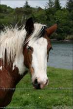 Irish Tinker (Coloured Cob) - Fr mich persnlich ist die Verwendung von Stacheldraht an Viehweiden nicht nachvollziehbar... muss das wirklich sein?!