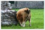 Kulturbanause - Dieser Jungstier schubbelt sich seelig am  Temple Mary , einer Kirche aus dem 12. Jahrhundert (Kilmacduagh, Irland, County Galway)