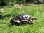 Riesenschildkrte im Dresdner Zoo; 08.06.2007
