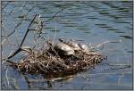 Beim Spaziergang im Dsseldorfer Stndehauspark am 11.05.2008 wurde ich auf diese drei Wasserschildkrten aufmerksam gemacht, die es sich da auf einer kleinen Insel aus irgendwelchen Pflanzenresten im Schwanenspiegel gemtlich gemacht hatten, wohl um die Sonne zu genieen. Sicherlich gehren sie nicht dorthin, vielleicht ausgesetzt? Das Bild enstand mit vollem optischen Zoom unter Hinzuziehung der digitalen Vergrerung, so dass die Bildqualitt leider nicht hundertprozentig optimal ist.