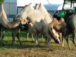 Futterneid eines ausgewachsenen Kamels gegenber eines  Sugling  des Circus Belmondo, whrend des Gastaufenthaltes in RIED i.I.