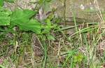 Ein junger Igel sucht am Bahnhof Burkhardtsdorf einen Unterschlupf, 30.09.07