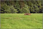 Ein Rudel Rehe steht zusammengedrngt im Oktober 2006 auf einem Feld in der Nhe von Wittgensdorf, den in ganz in der Nhe versteckten Fotografen hat es nicht benerkt.