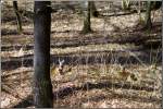 Die ersten zaghaften Strahlen der Frhlingssonne nutzend, ruhen sich diese beiden Rehe im Mrz 2005 im Chemnitzer Kchwald aus.