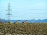 Voran der Rehbock mit seinen drei Geissen flchten vor lrmenden Kindern ber das noch unbestellte Feld!; 080217