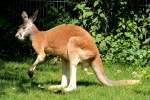 Rotes Riesenknguru am 09.06.2008 in Wilhelma/Stuttgart - Das Rote Riesenknguru (Macropus rufus) ist eine Knguruart.