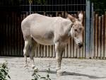 Somali-Wildesel am 18.06.2008 in Wilhelma/Stuttgart