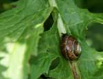 Neugierig schaut diese Schnecke aus ihrem Haus.