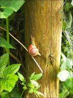 Eine Schnecke in unserem Garten. Leider wei ich ihren Vornamen nicht, aber Ulrich kann mir bestimmt weiterhelfen ;-). 29.05.08