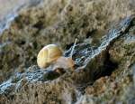 Eine Schnecke im Weinberg und doch keine Weinbergschnecke.
(August 2008)