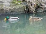 Die Enten auf der Alzette zwischen Mersch und Lintgen erfreuen sich an den recht milden Temperaturen am 28.12.08. (Jeanny)