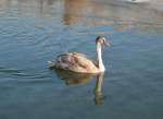 Einsam dreht dieser Schwan auf der Krems seine Runden.