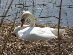 Schwan auf dem Nest
Aufgenommen am 15 April 09