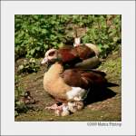 Nachwuchs bei den Nilgnsen - Nilgans (Alopochen aegyptiacus). Fotografiert im Kaisergarten Oberhausen.