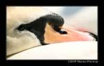 Auge in Auge mit dem Hckerschwan (Cygnus olor).