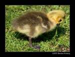 Kanadagans-Kken (Branta canadensis) beim Krftemessen mit einem Lwenzahn-Blatt.