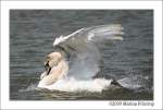 Freilebender Schwan am Rhein in Duisburg.