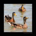 Duisburger Damenriege - Enten auf dem Rhein bei Walsum