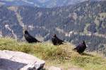 Drei auf einen Streich! Gemeint sind diese zutraulichen Bergdohlen.