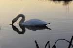 herzliches Spiegelbild eines Schwans auf dem Rentweinsdorfer See